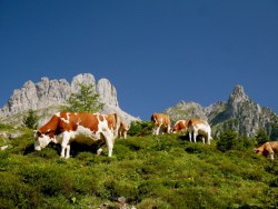 cows
